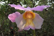 Orchid Trek in Vientiane