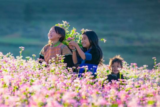 Ha Giang Buckwheat Flower Season: A Magical Journey Through Northern Vietnam
