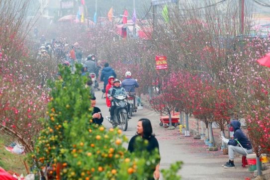 Tet Flower Market in Vietnam: Explore Hanoi, Da Nang, and Saigon’s Festive Markets