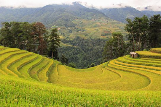 Discover Mu Cang Chai: The Paradise of Terraced Rice Fields
