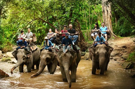 Vida en las Copas de los Árboles en Chiang Mai