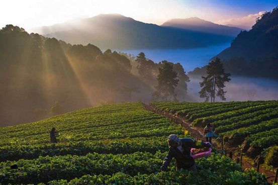 Doi Angkhang Nature and Hilltribes 2 Days / 1 Night