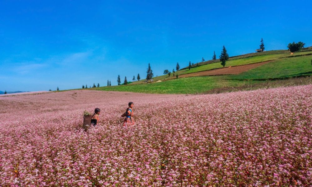 ha-giang-buckwheat-flower-season