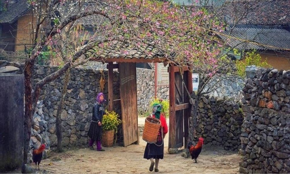 ha-giang-buckwheat-flower-season