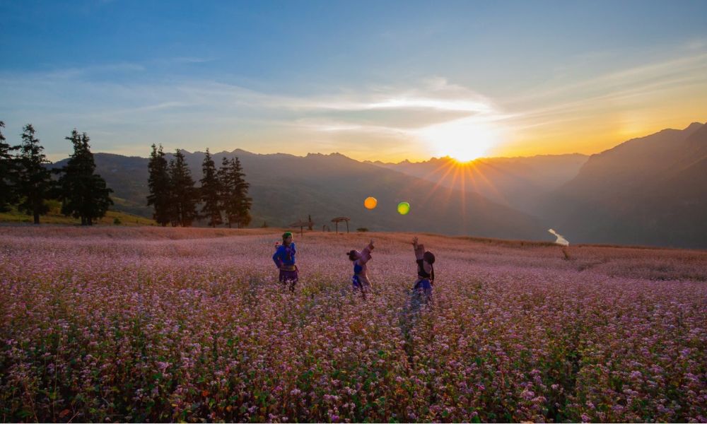 ha-giang-buckwheat-flower-season