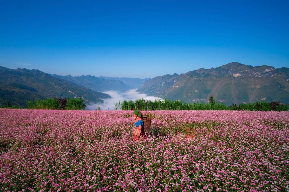 ha-giang-buckwheat-flower-season