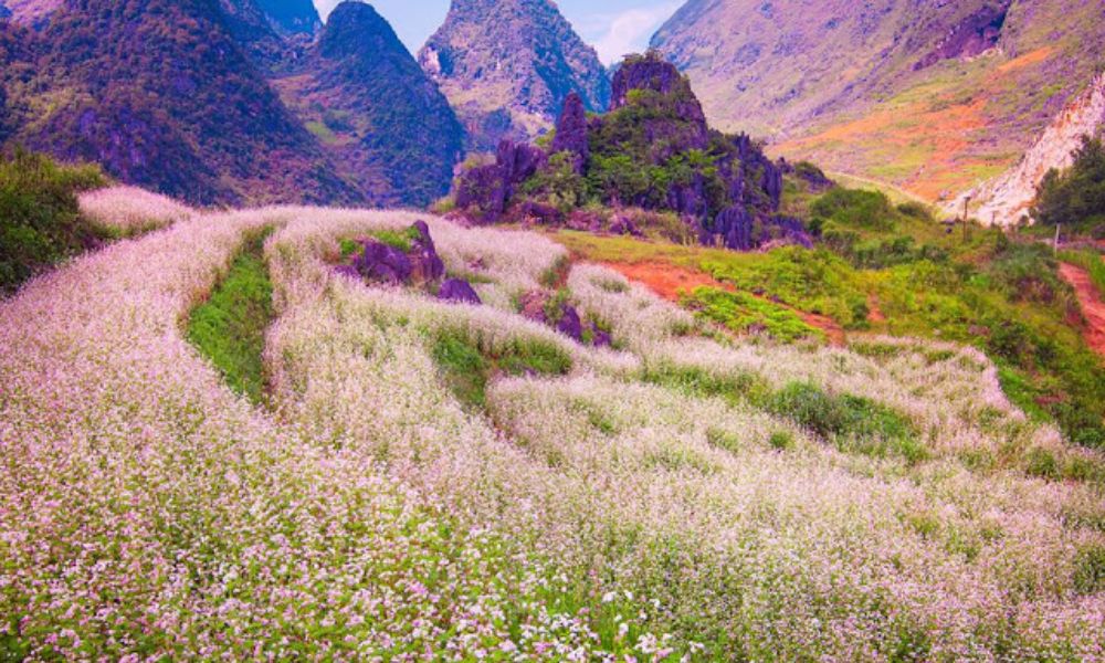 ha-giang-buckwheat-flower-season