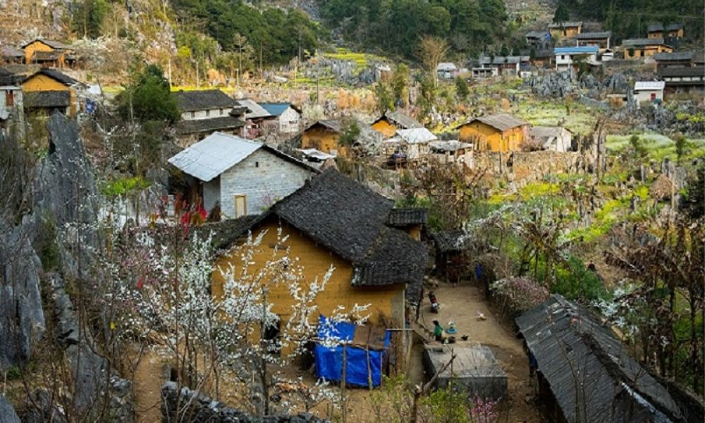 ha-giang-buckwheat-flower-season