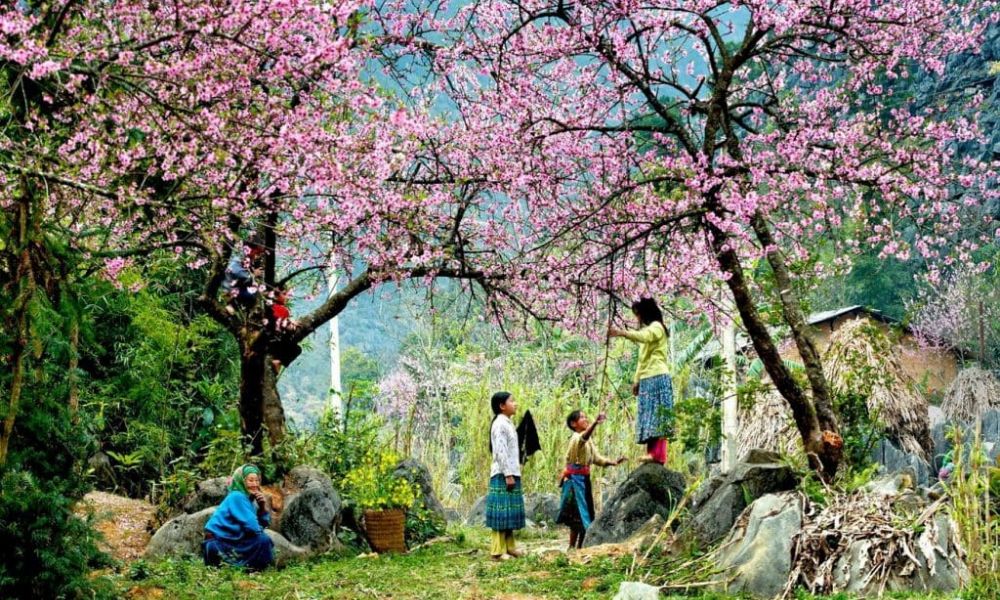 vietnam-spring-flowers
