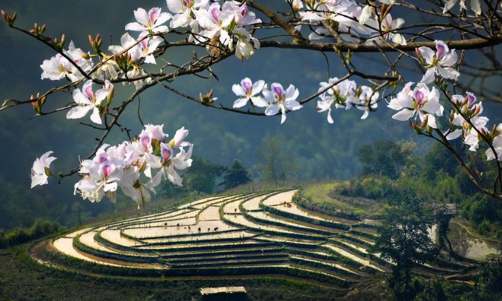vietnam-spring-flowers