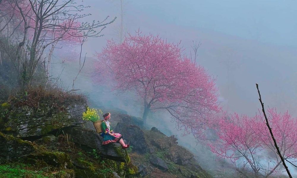 vietnam-spring-flowers