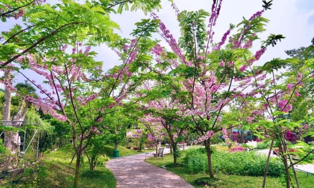 vietnam-spring-flowers